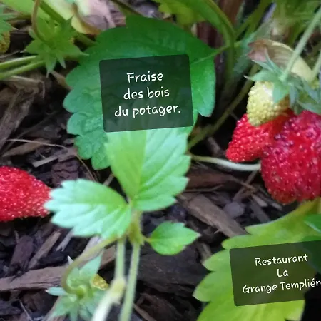 La Grange Templiere 2018 3*